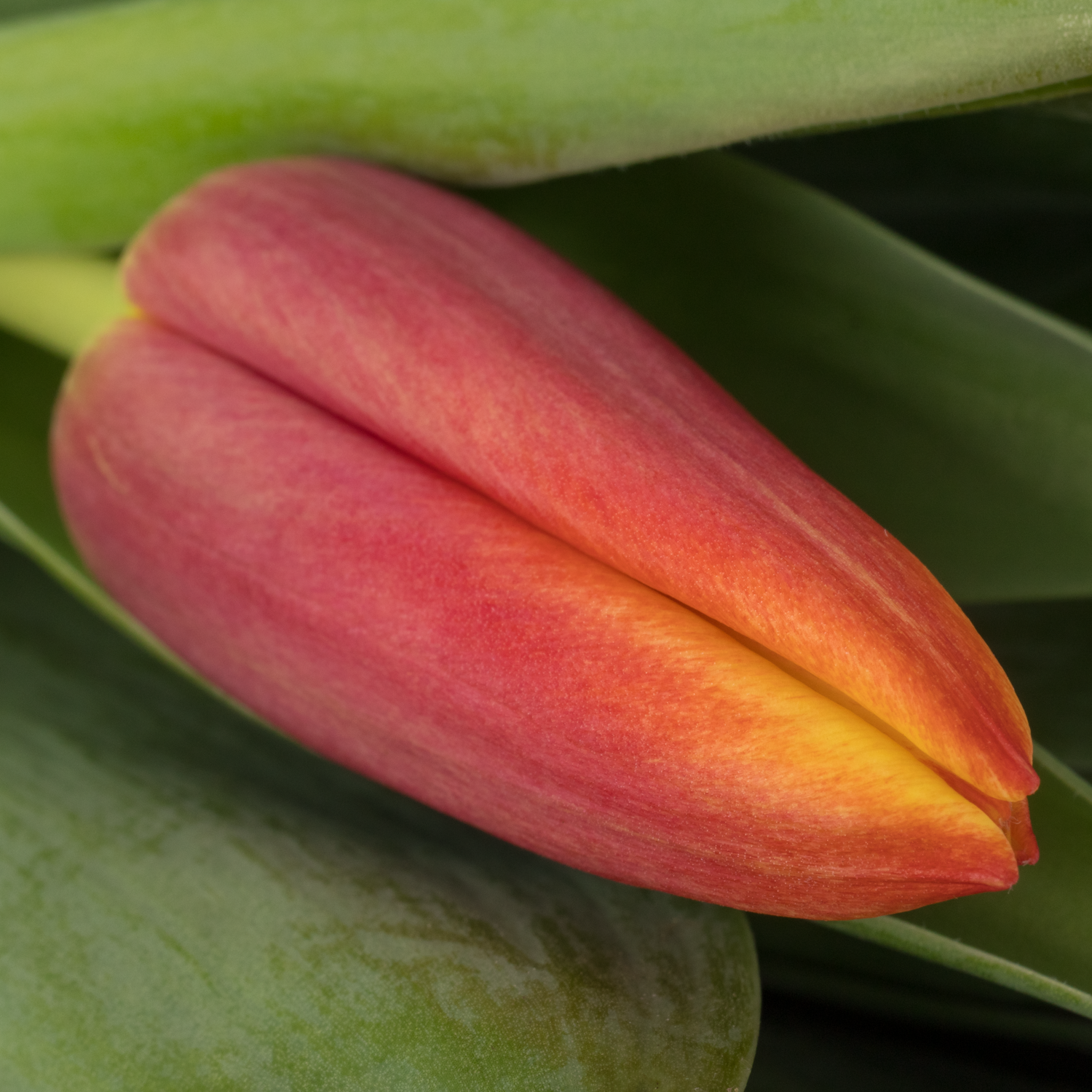 Tulpe rot/gelb Go max 50 Gramm