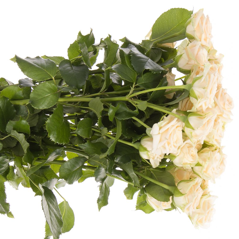 Rose verzweigt creme Tanja 4+Blüte 50cm