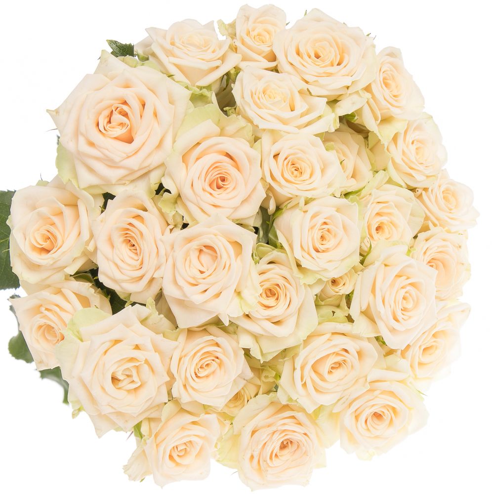Rose verzweigt creme Tanja 4+Blüte 50cm