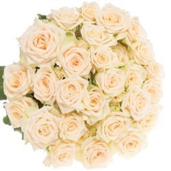 Rose verzweigt creme Tanja 4+Blüte 50cm
