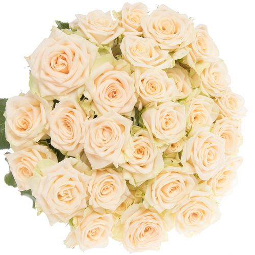 Rose verzweigt creme Tanja 4+Blüte 50cm