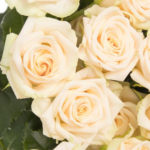 Rose verzweigt creme Tanja 4+Blüte 50cm