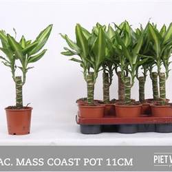 Dracaena Fragans Coast Schnapchen Von Uhr T11 H050