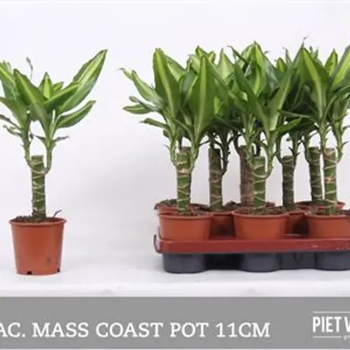 Dracaena Fragans Coast Schnapchen Von Uhr T11 H050