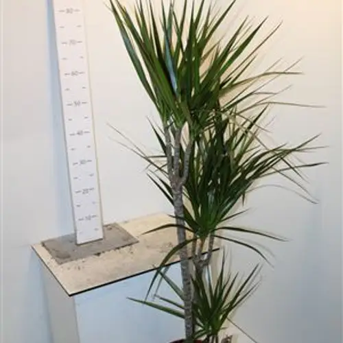 Dracaena Margin Schnapchen Von Uhr