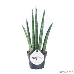 Sansev.Cylindrica T06 H18