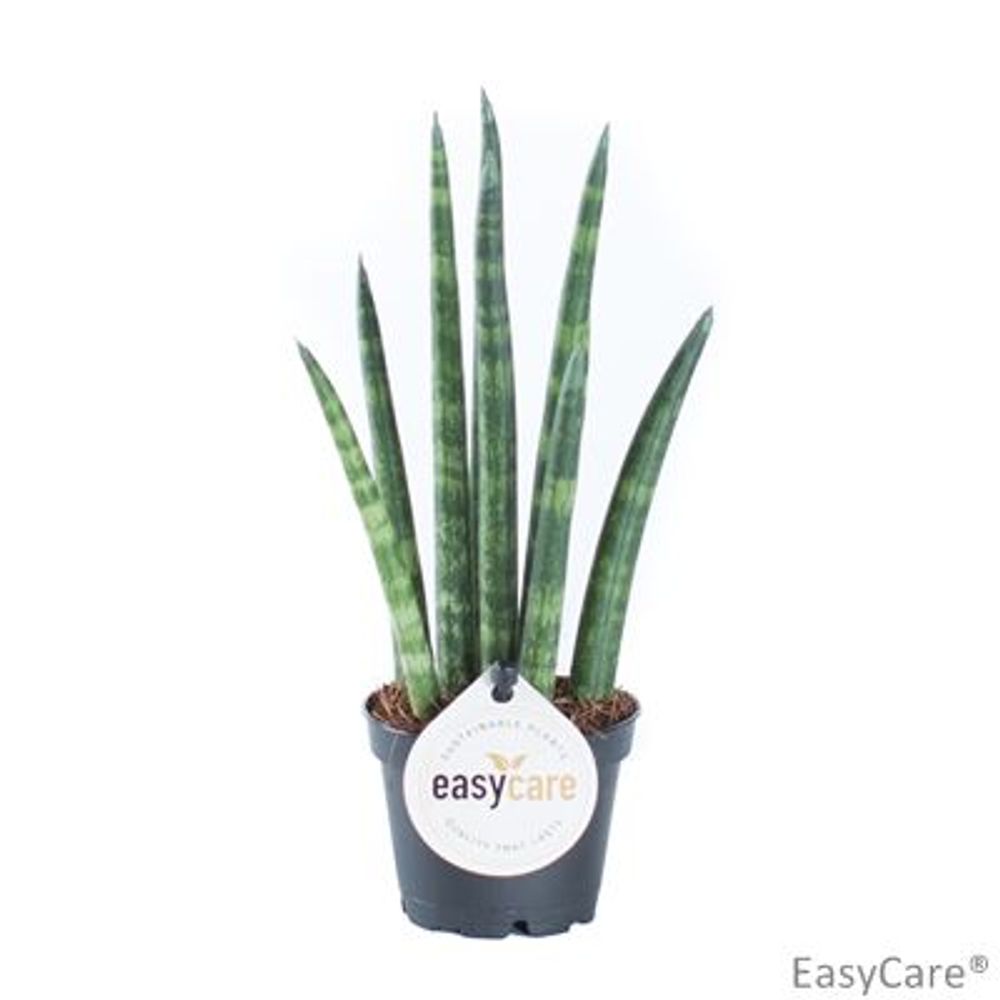 Sansev.Cylindrica T06 H18