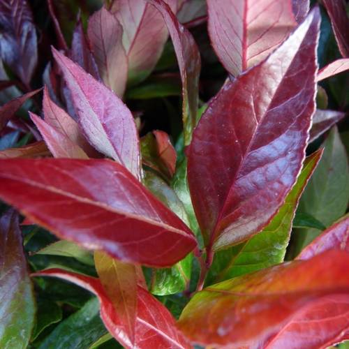 Leucothoe Zeblid T17 H20