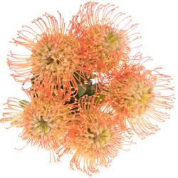 Nutans orange Julia 40cm