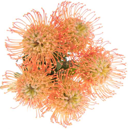 Nutans orange Julia 40cm