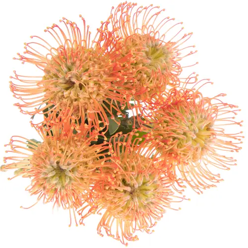 Nutans orange Julia 40cm