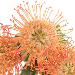 Nutans orange Julia 40cm