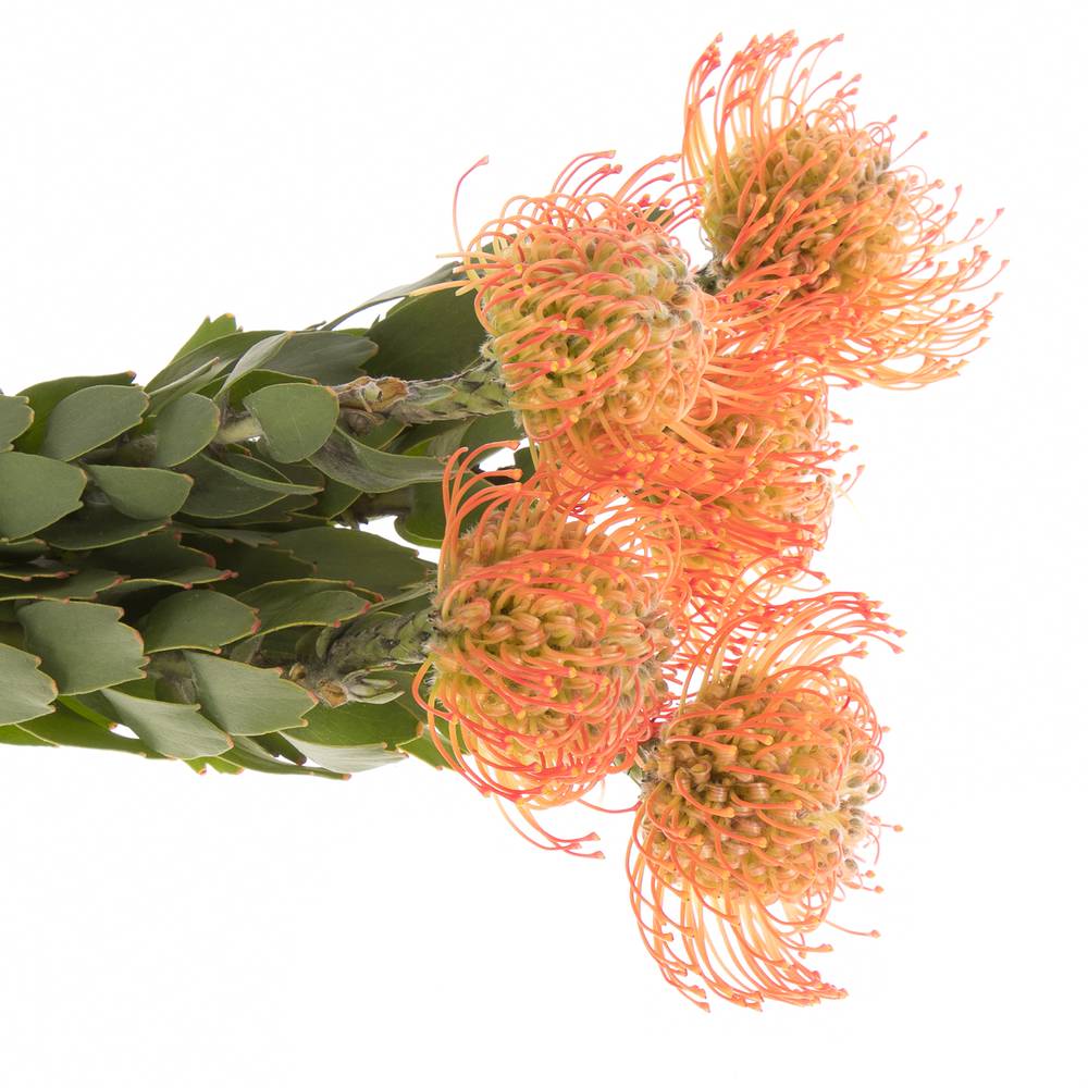 Nutans orange Julia 40cm
