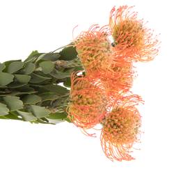 Nutans orange Julia 40cm