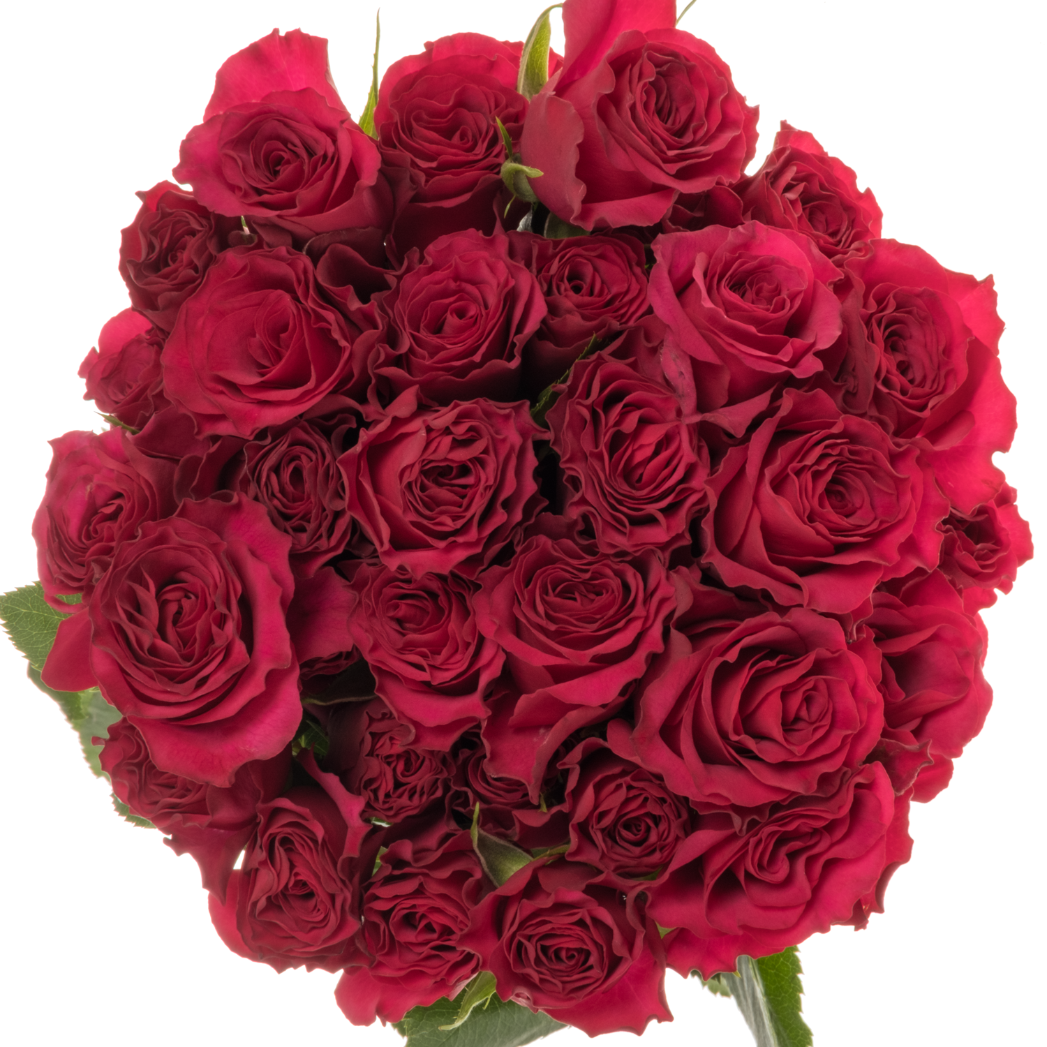 Rose verzweigt fuchsia Roseberry 5+Blüte 50cm