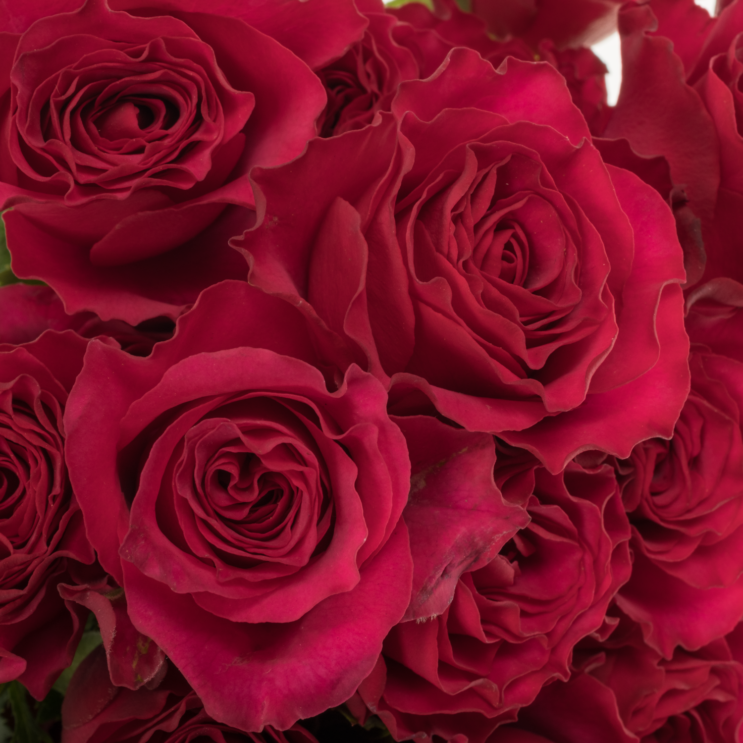 Rose verzweigt fuchsia Roseberry 5+Blüte 50cm