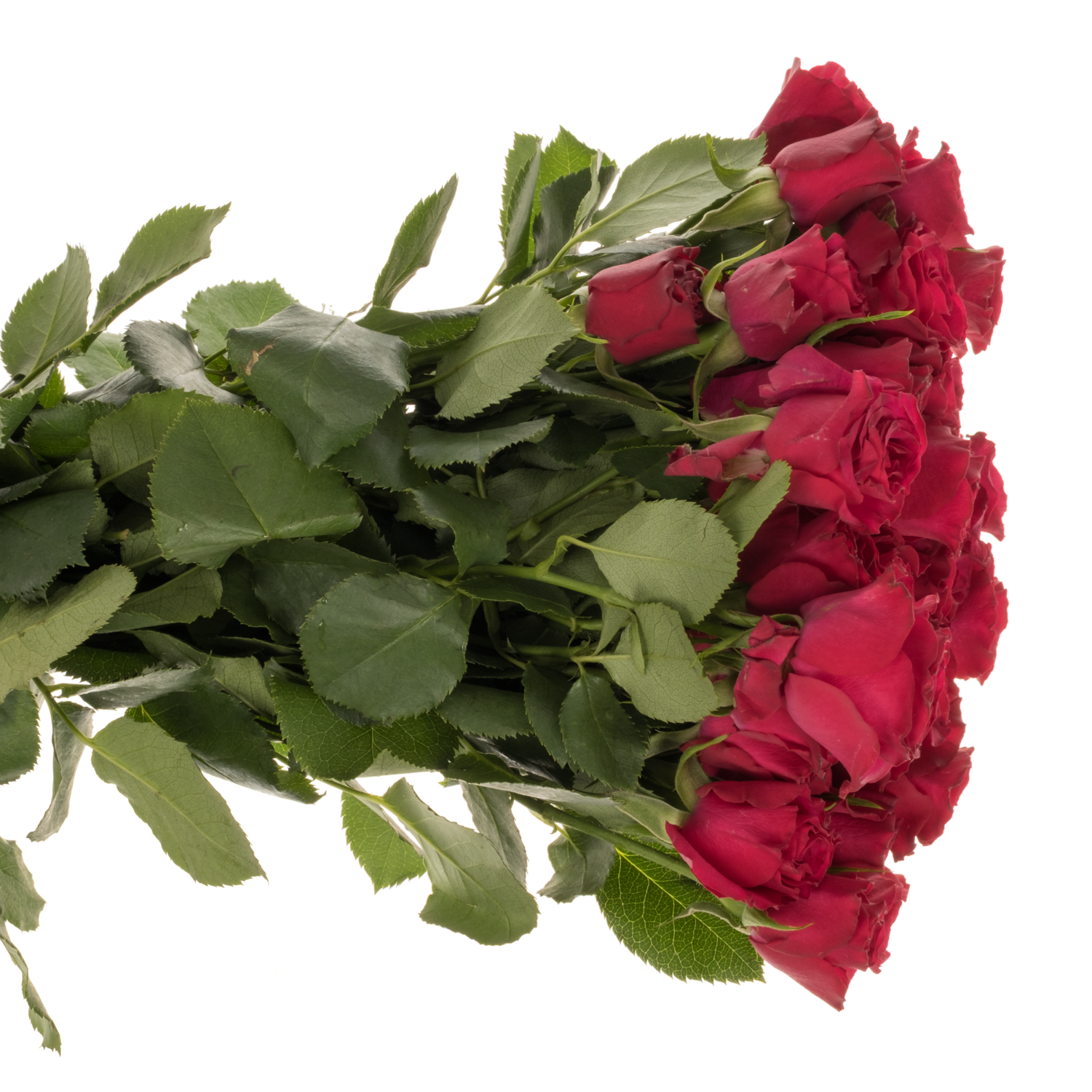 Rose verzweigt fuchsia Roseberry 5+Blüte 50cm