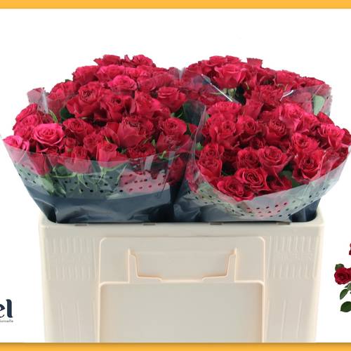 Rose verzweigt fuchsia Roseberry 5+Blüte 50cm