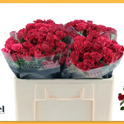 Rose verzweigt fuchsia Roseberry 5+Blüte 50cm