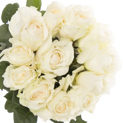 Rose creme Purity 50cm duftend