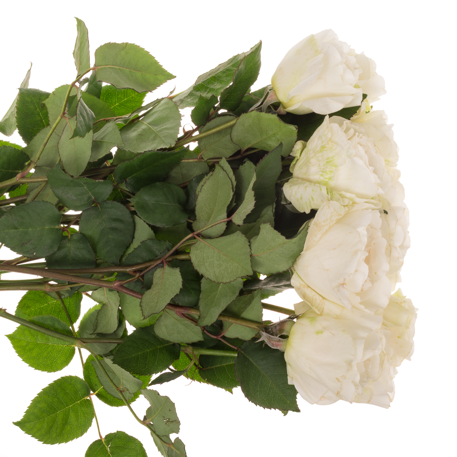 Rose creme Purity 50cm duftend