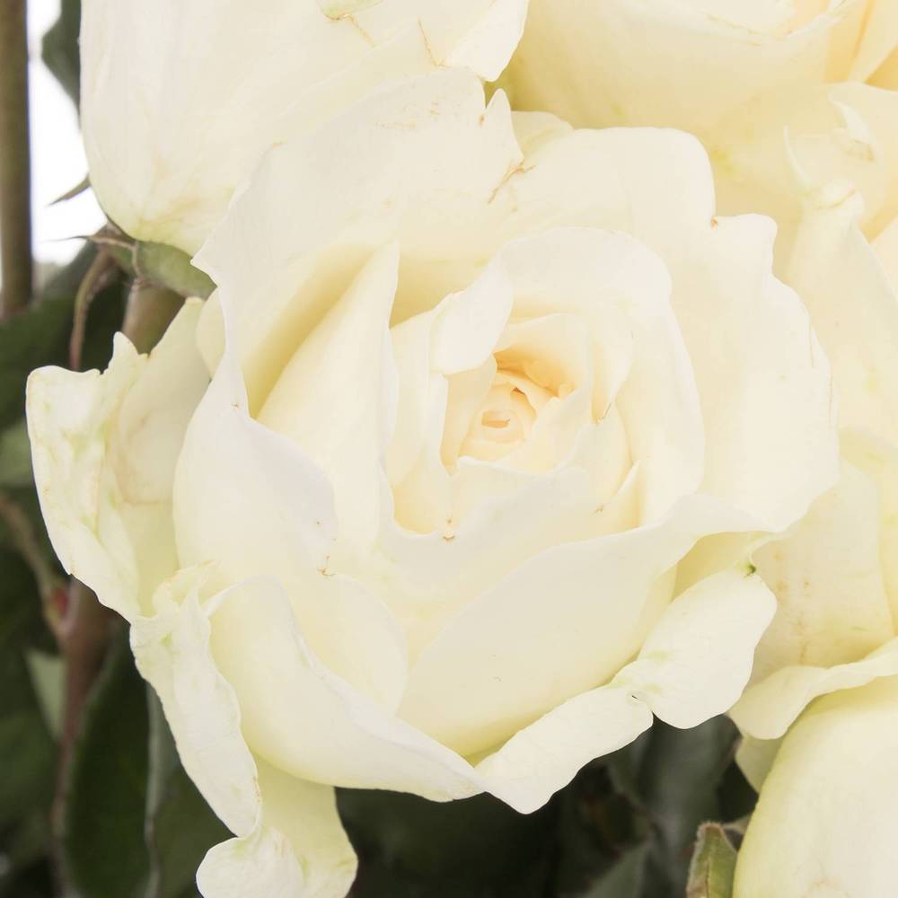 Rose creme Purity 50cm duftend