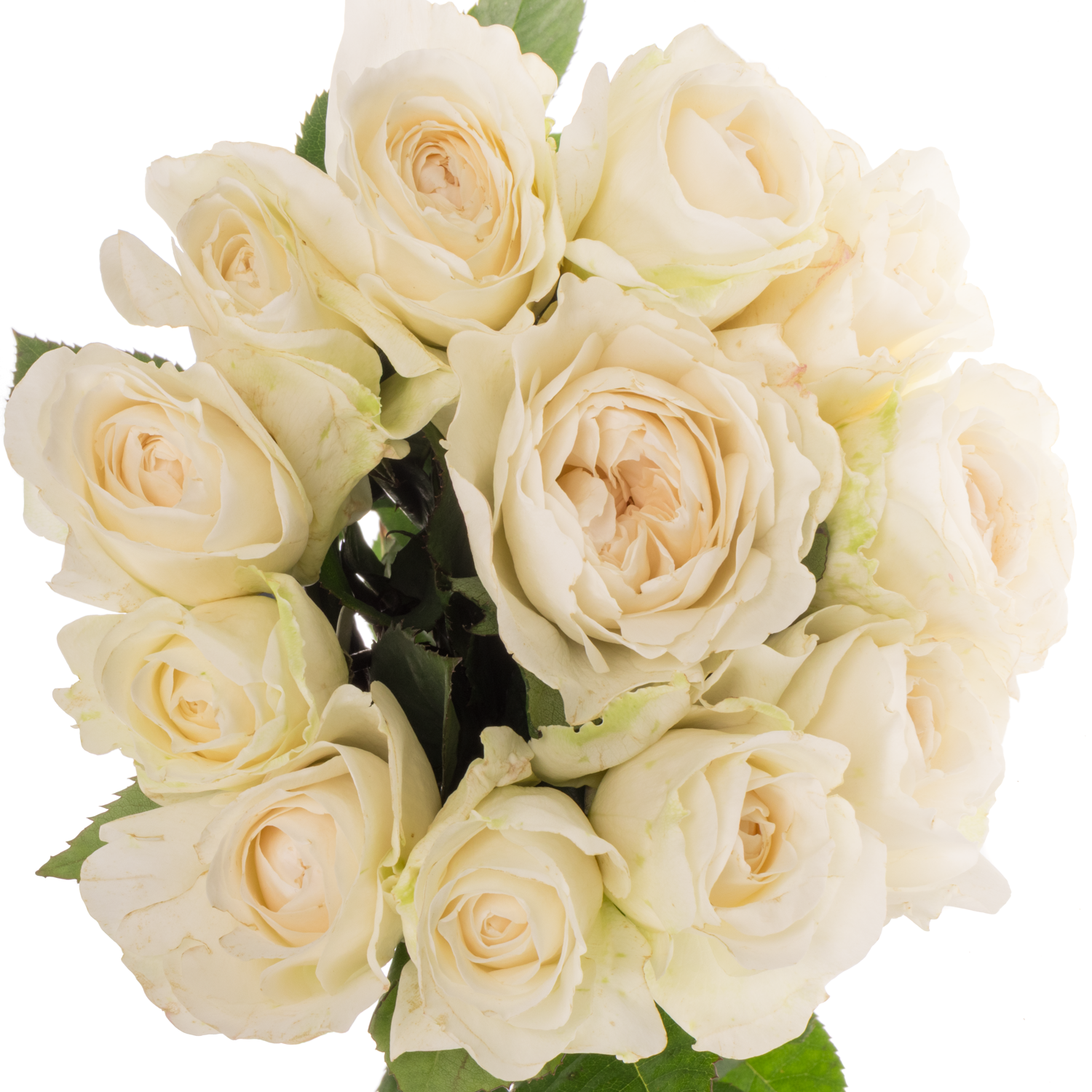 Rose creme Purity 50cm duftend