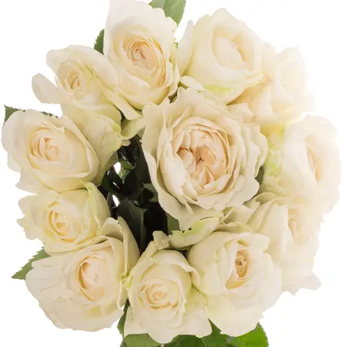 Rose creme Purity 50cm duftend