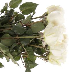 Rose creme Purity 50cm duftend