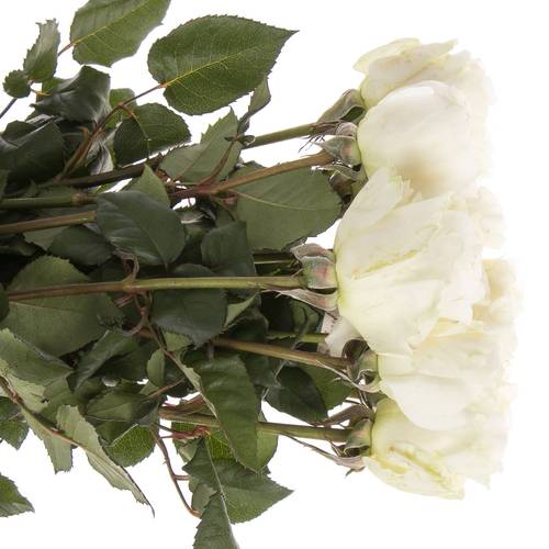 Rose creme Purity 50cm duftend