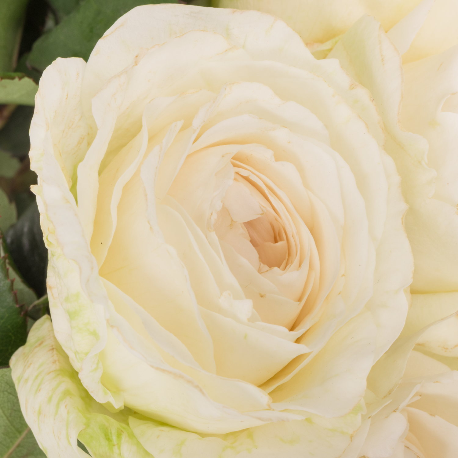 Rose creme Purity 50cm duftend