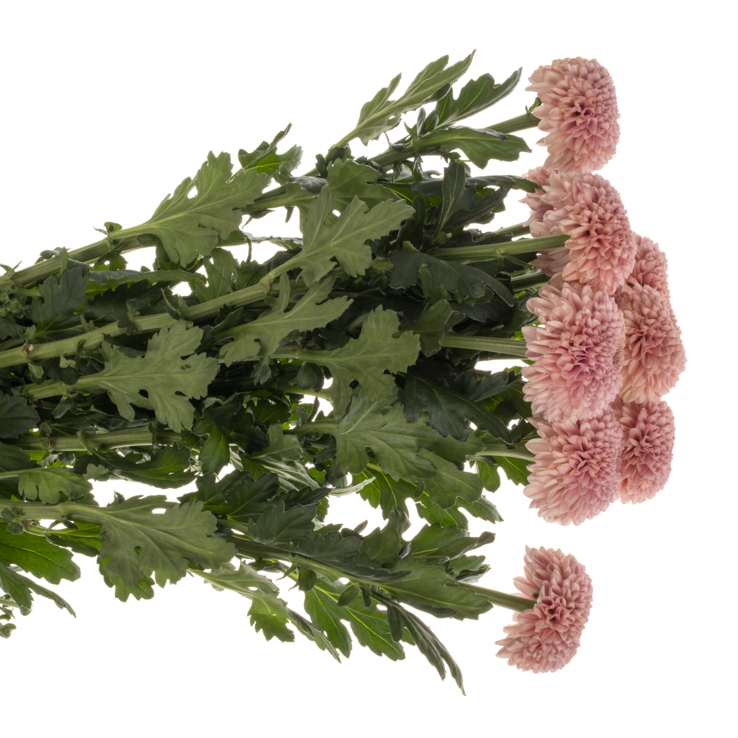 Chrys.Deko rosa WZ14 neu !!  75Gramm 70cm