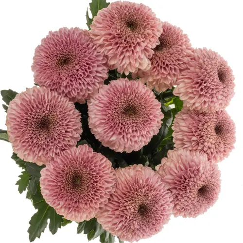 Chrys.Deko rosa WZ14 neu !!  75Gramm 70cm