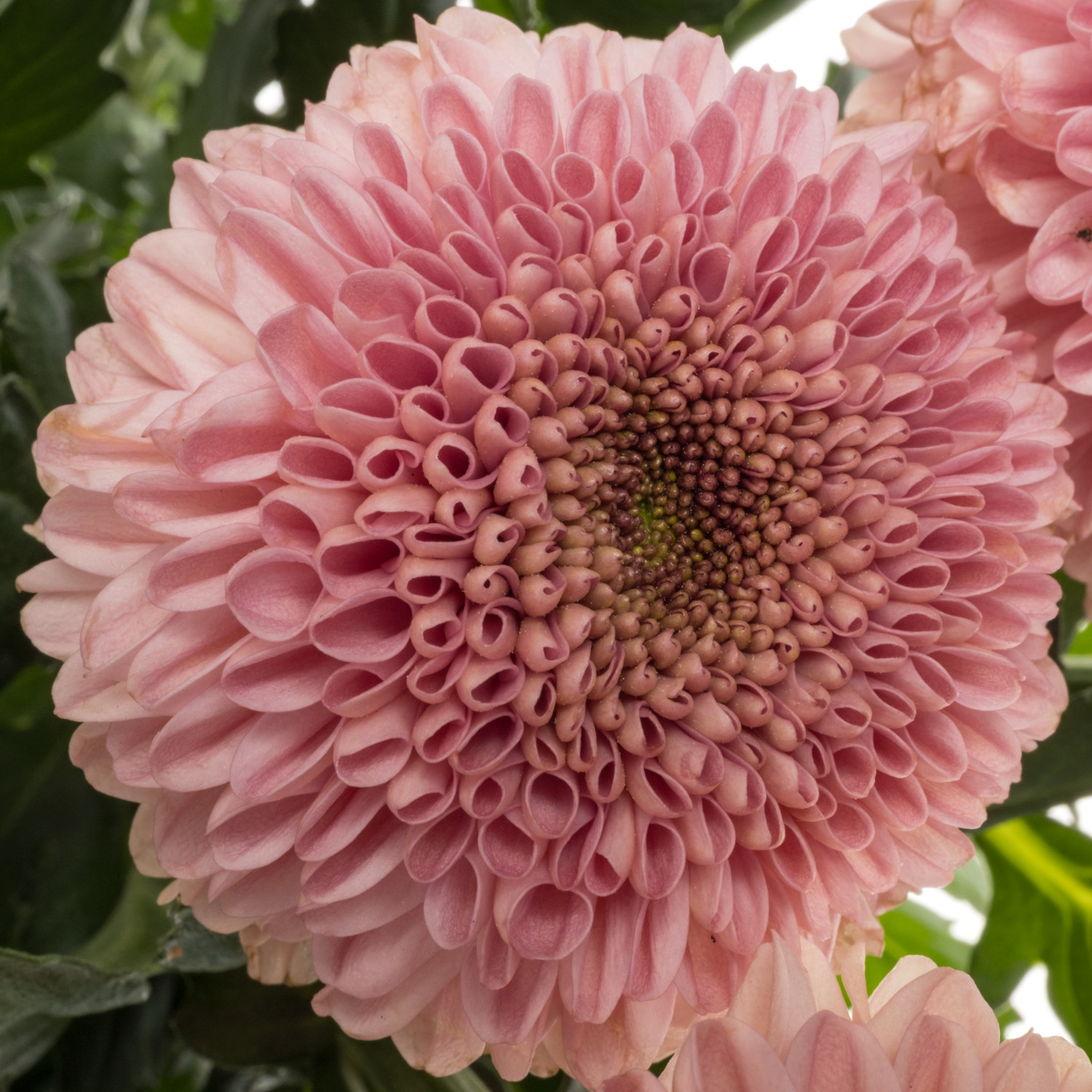 Chrys.Deko rosa WZ14 neu !!  75Gramm 70cm