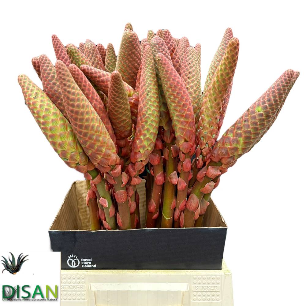 Aloe arborescens orange 55cm