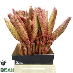 Aloe arborescens orange 55cm