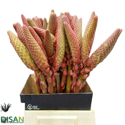 Aloe arborescens orange 55cm