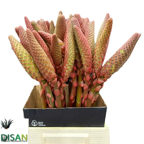 Aloe arborescens orange 55cm