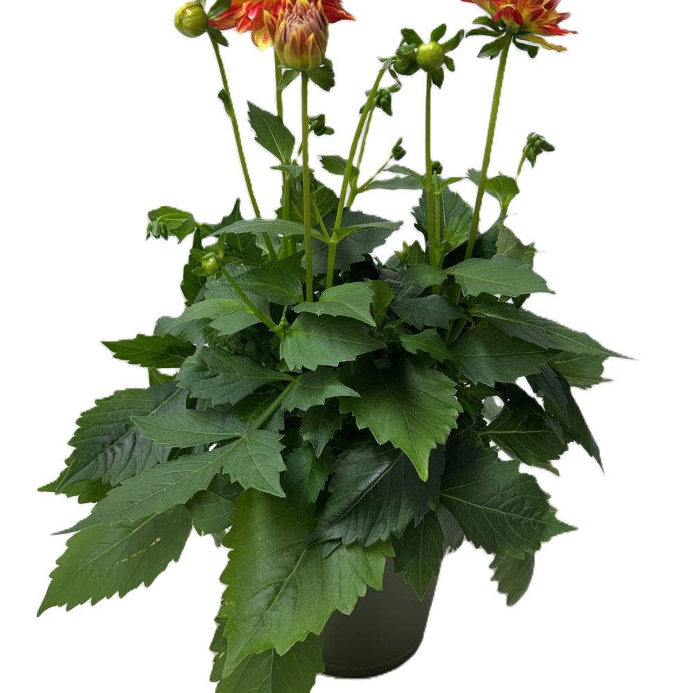 Dahlia orange T17 H030