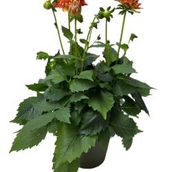 Dahlia orange T17 H030