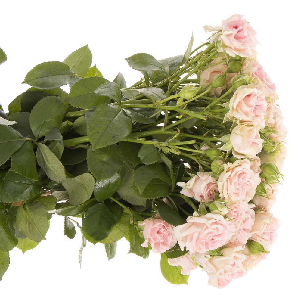 Rose verzweigt rosa Sweet Flow NL 4+Blüte 50cm