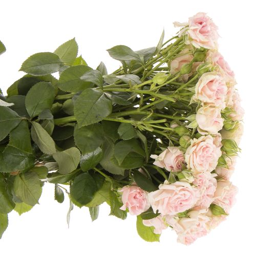 Rose verzweigt rosa Sweet Flow NL 4+Blüte 50cm
