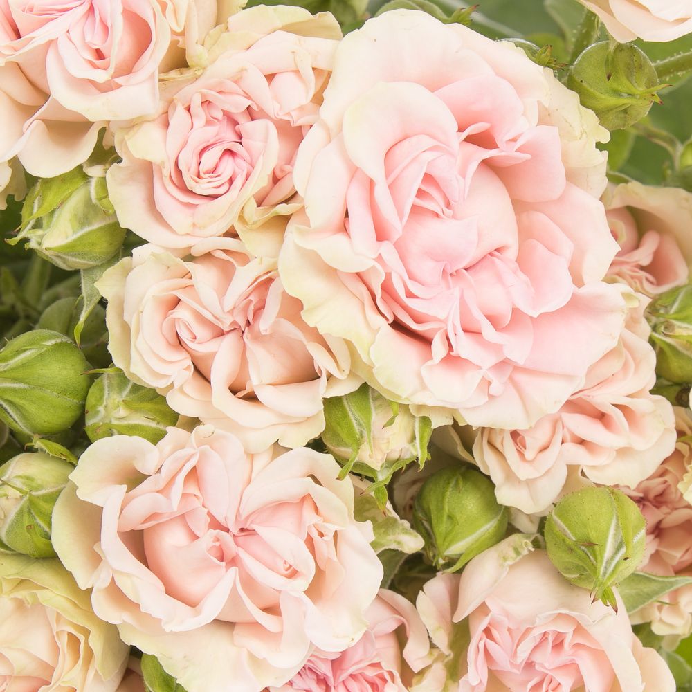 Rose verzweigt rosa Sweet Flow NL 4+Blüte 50cm