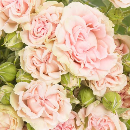 Rose verzweigt rosa Sweet Flow NL 4+Blüte 50cm