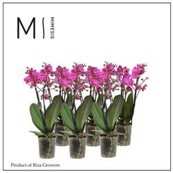Phal.3-R rosa Mimesis T12 H050