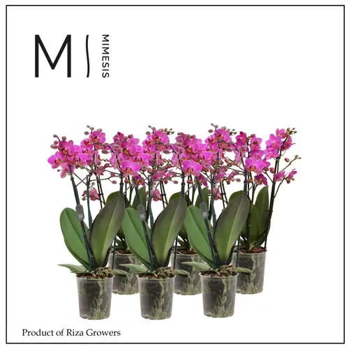 Phal.3-R rosa Mimesis T12 H050