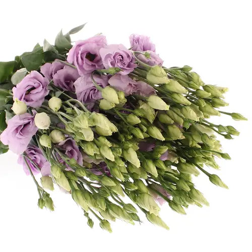 Lisianthus milka arena lavendel Rosita 5+Blüte 70cm