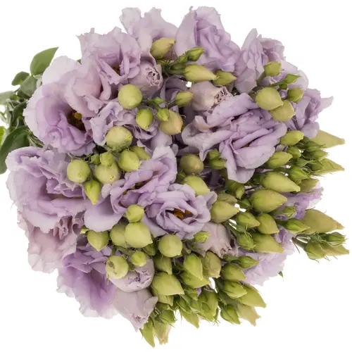 Lisianthus milka arena lavendel Rosita 5+Blüte 70cm