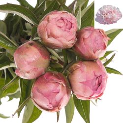 Pfingstrose rosa gefüllt Fontijn 60cm