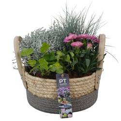 Garten.Arr PTSO8304 T21 H024